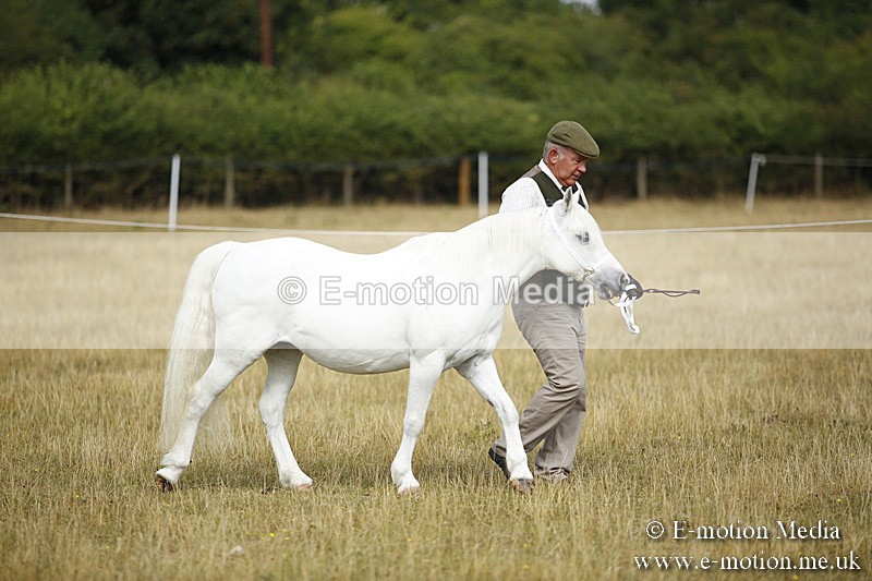 _C7A9187 - BVRC Sow 2018 Ring 2