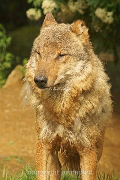 Grey Wolf - Kera (Colchester Zoo) - Smaller Cats & Other Wildlife - Wolves