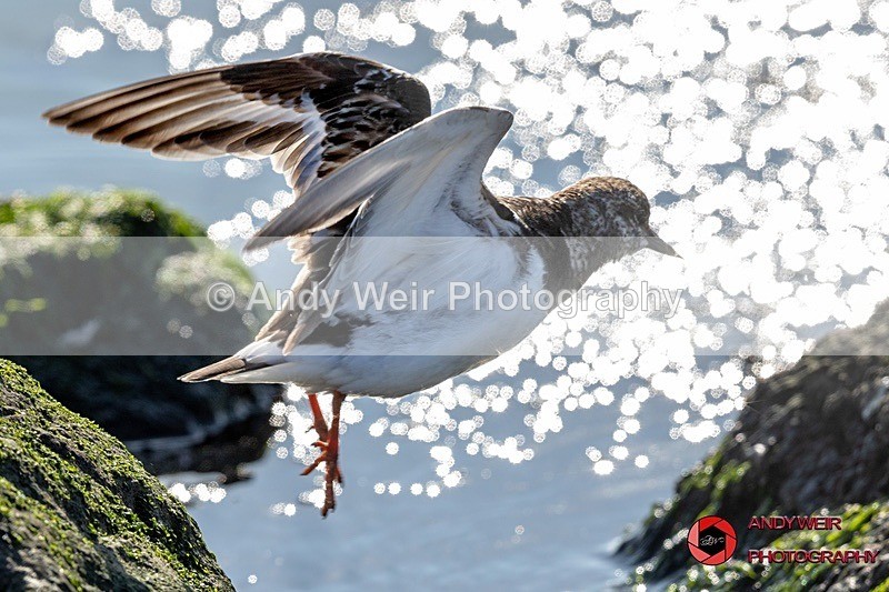 190328-untitled-8E0A4521 - Turnstone