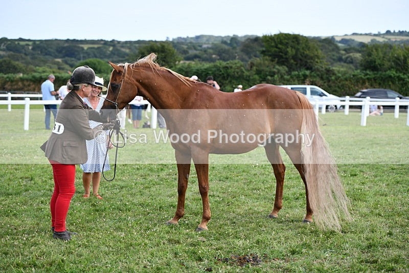 DSC_8515 - Class 69: Pure, Anglo & Part Bred In Hand Arab