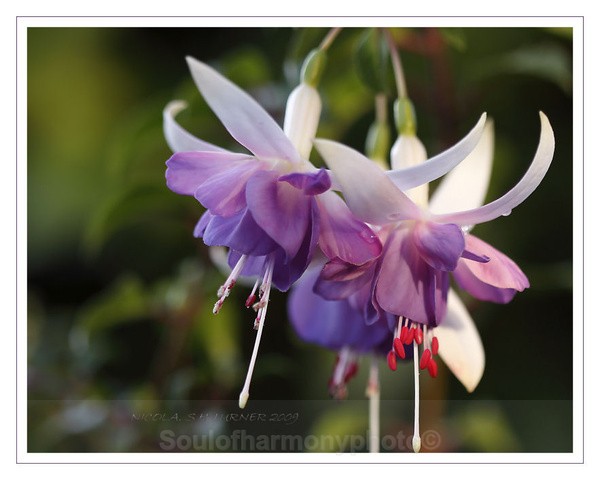 - Floria Macro
