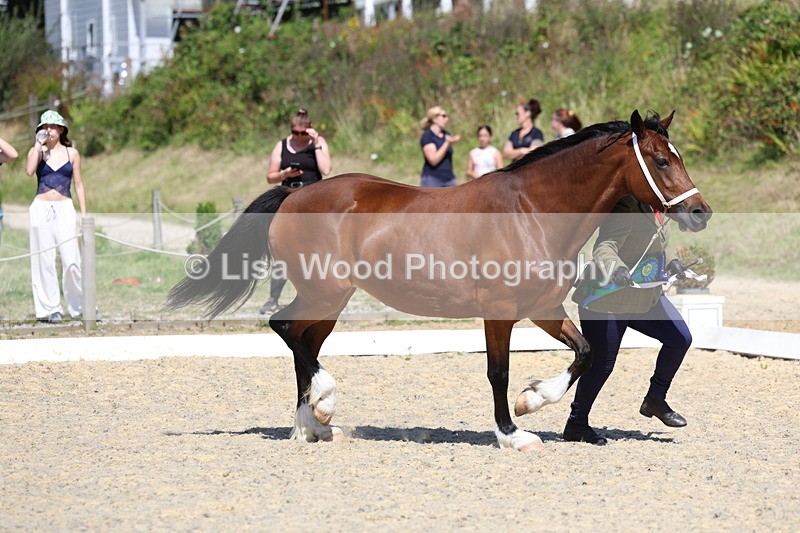 3E7A9831 - In Hand Championship