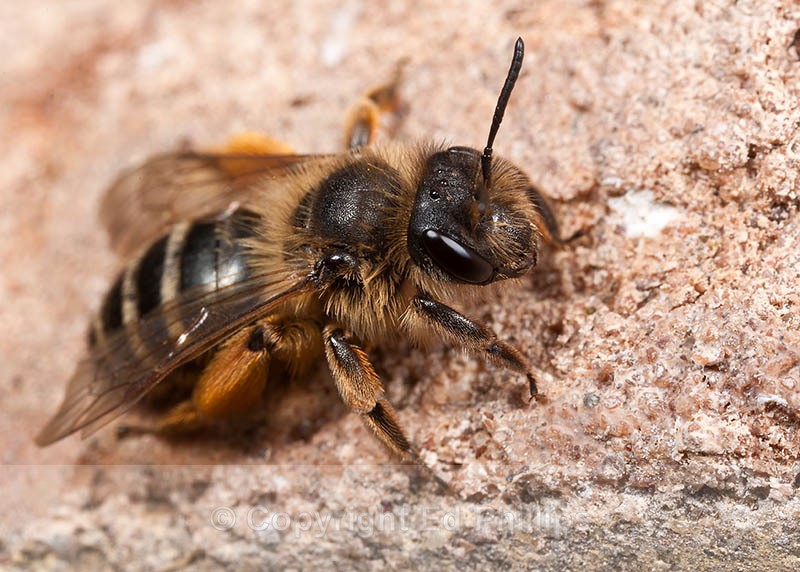 Andrena flavipes (f) - Andrena flavipes