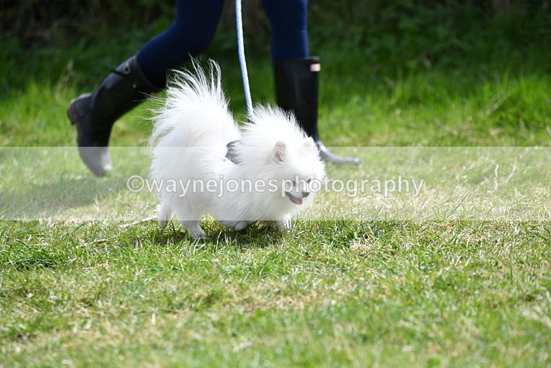 WJ5_9698 - Class 3 Most Handsome Dog