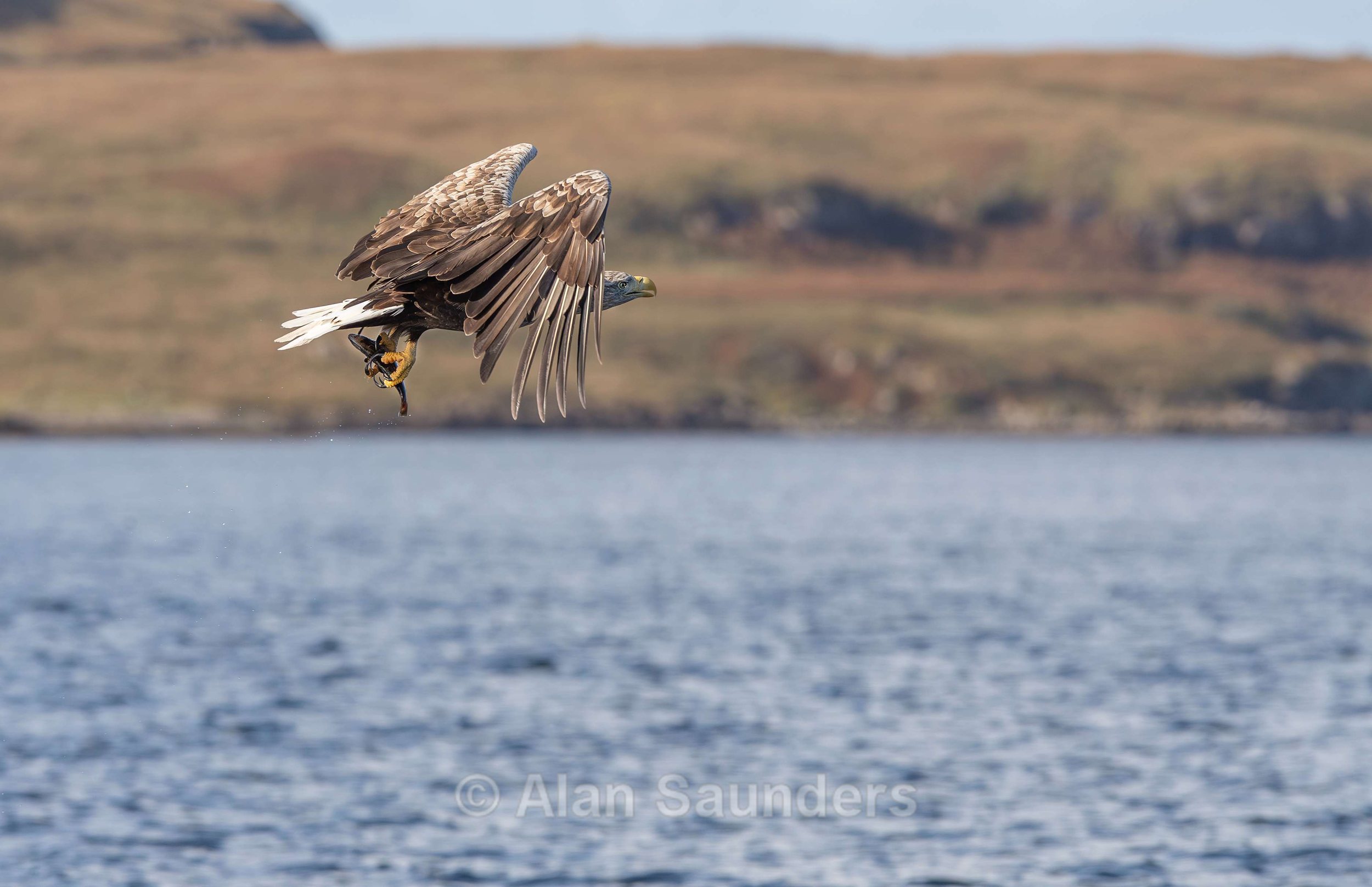 White Tailed Eagle 56