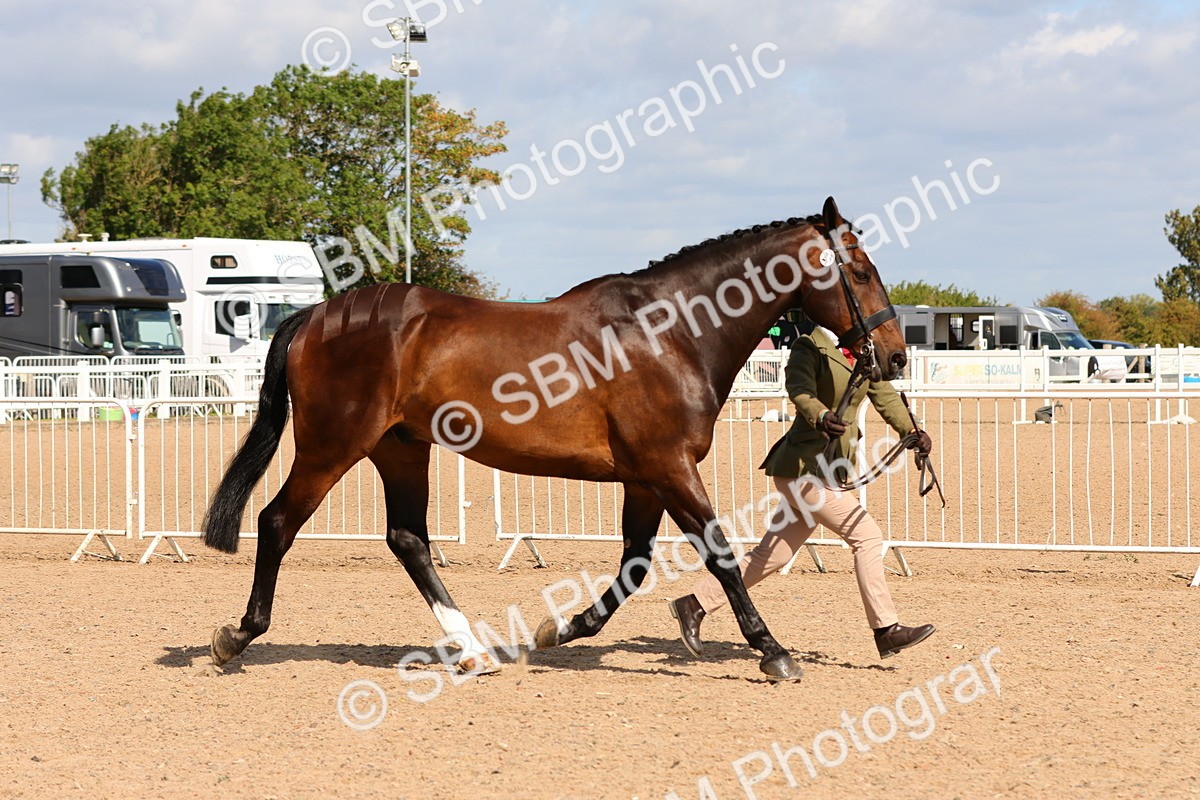 SBM_11162 - Class 208 - IH Veteran Horse