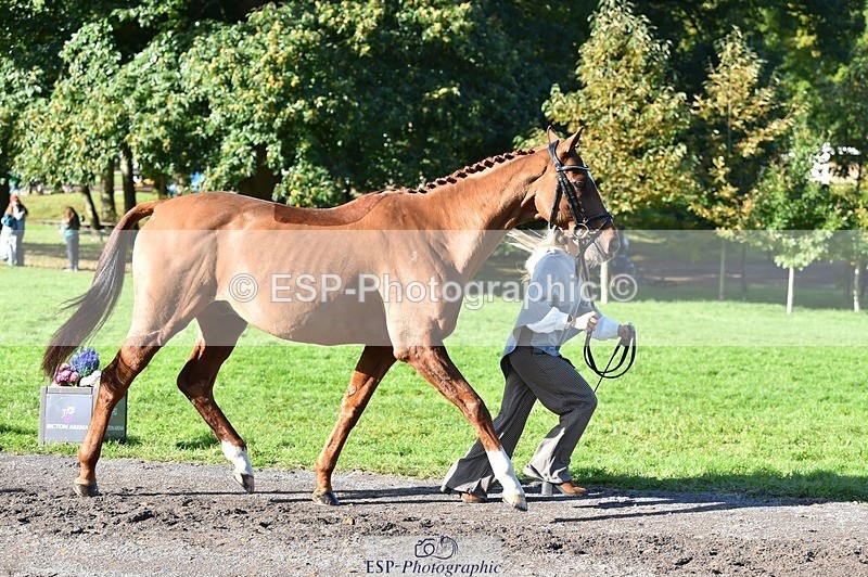 231022-110610-23720 - 436-MASSACHUSETTS-Georgia.Henderson-TrotUp+SJ