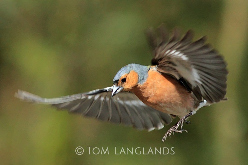 Chaffinch - All Other Birds