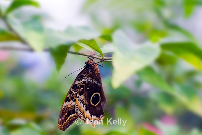 Yellow-Edged Giant Owl butterfly - 0118 - Insects