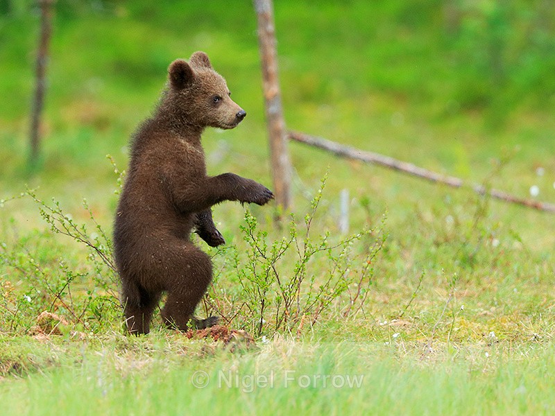 Brown Bear cub standing upright at Martinselkonen