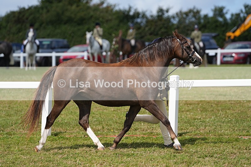 DSC05657 - Class 50: NPS M&M 4 years and over Small Breeds