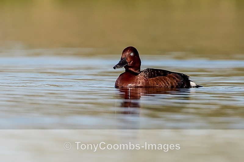 Ferruginous Duck (m) - Danube Delta