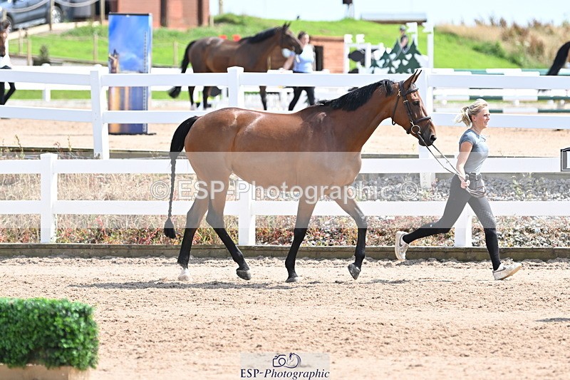 240717A-151315-02652 - Trot Up 3pm to 4pm