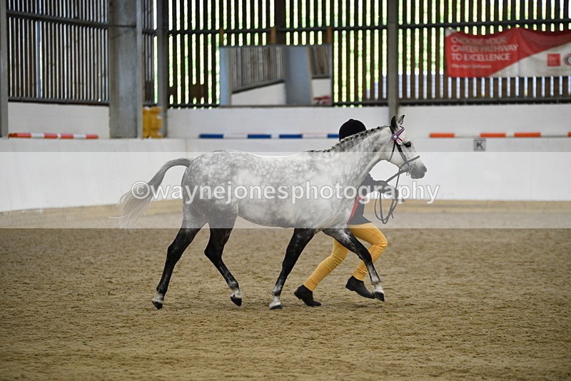 WJ5_5740 - Morning in hand Championship