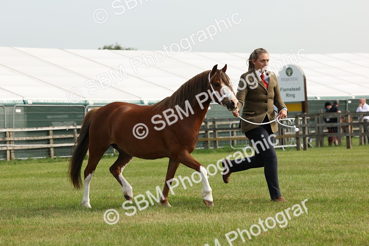 SBM_00535 - Class 6-13 - Mountatin and Moorland In Hand Welsh Breeds