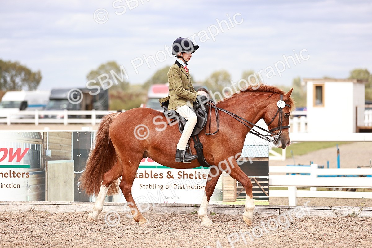 SBM_18293 - Class 417 - Handsome Gelding (IH or Ridden - JNR)