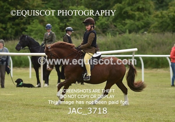 JAC_3718 - 75CM WORKING HUNTER