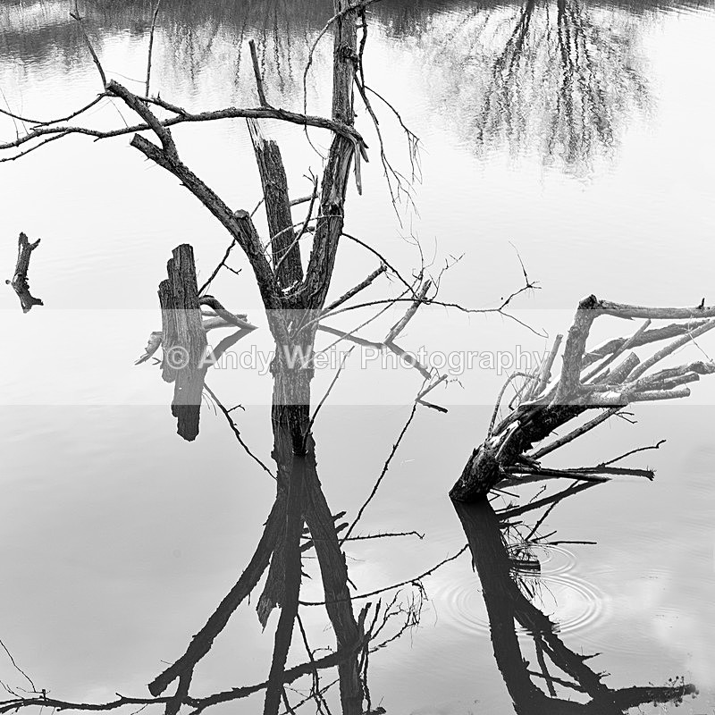 20160117-3K8A2749-3943 - Trees & Shrubs