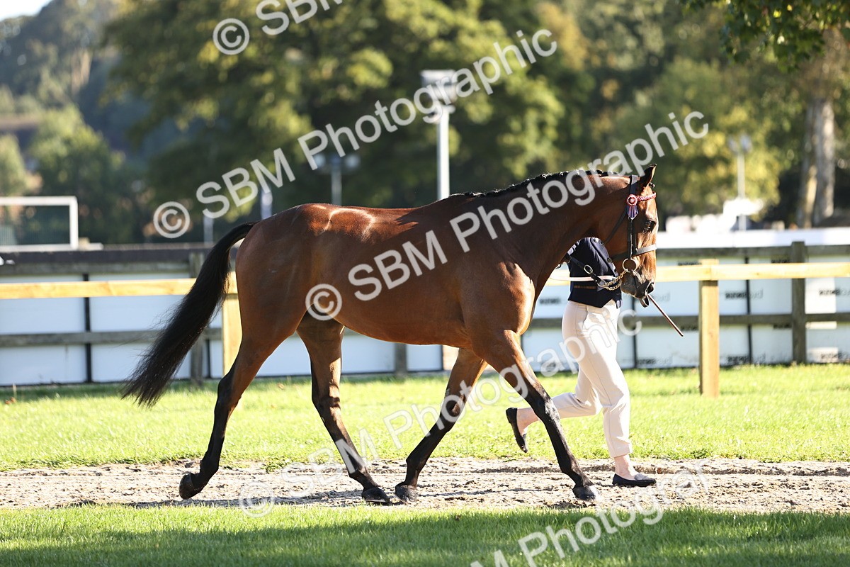 SBM_15714 - S1 - TSR in Hand Horse & Pony Showing