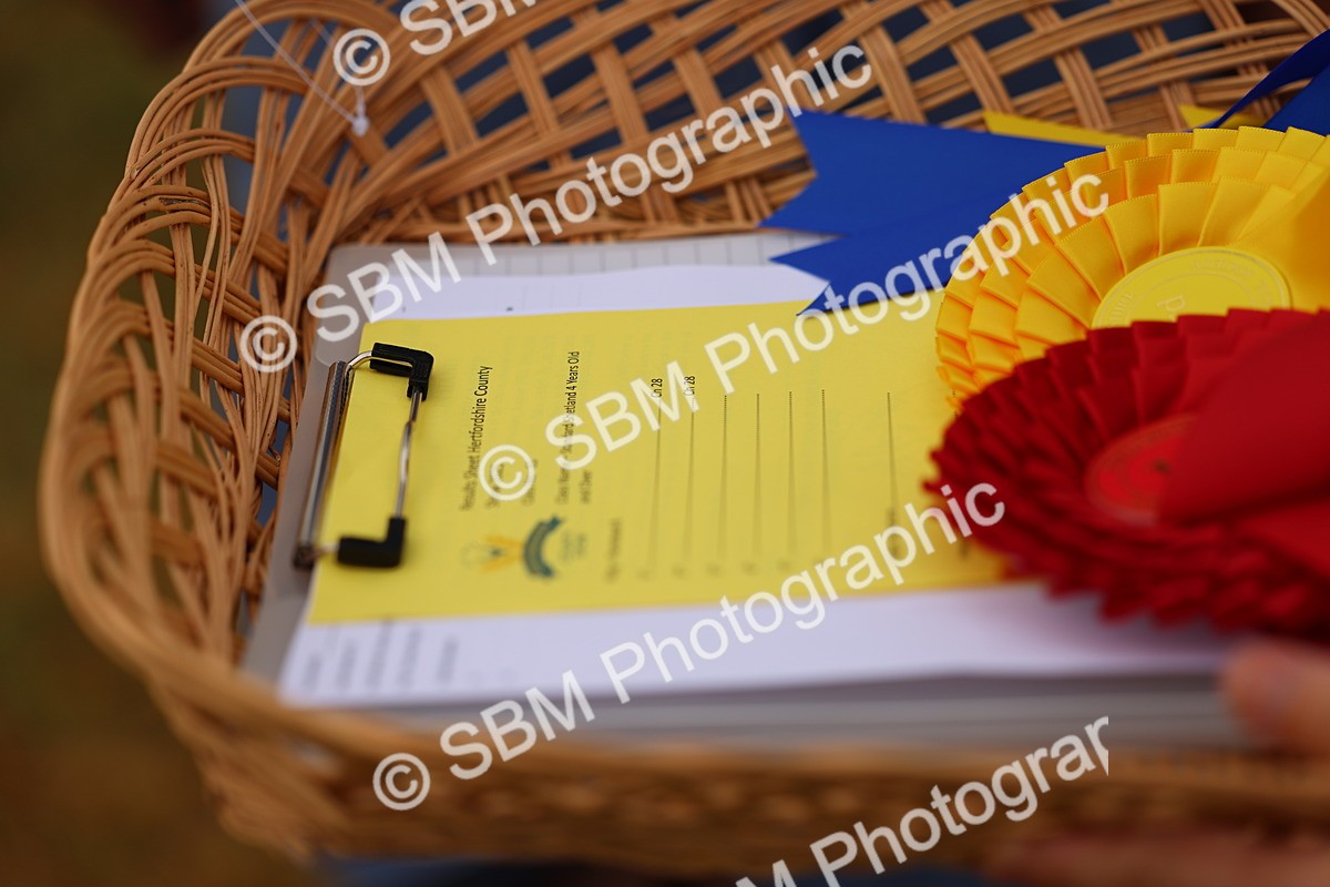 SBM_04348 - Class 64-67 - Shetland Pony In Hand