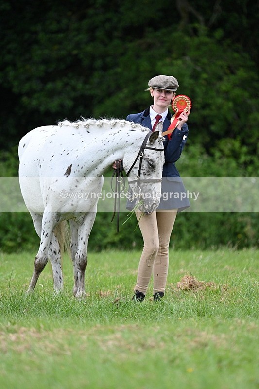 WJ7_4535 - Class 14B Prettiest Mare