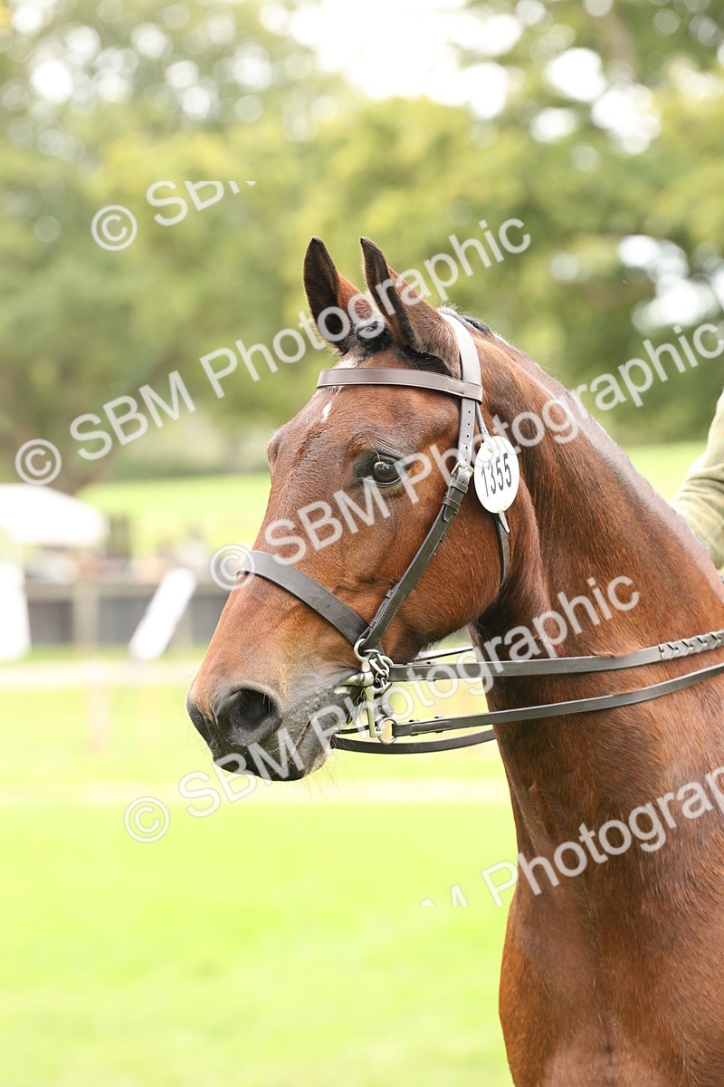 SBM_66381 - S66 - Hunter Ridden