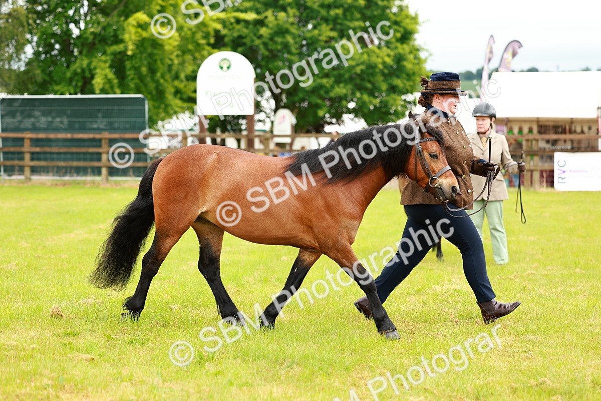 SBM_00276 - Class 58-67 - M&M Non Welsh Pony In hand