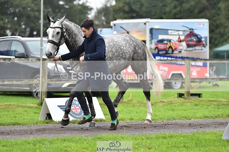 231018-122324-00253 - 032-COOLEY.ROCCO-Ben.Way-TrotUp