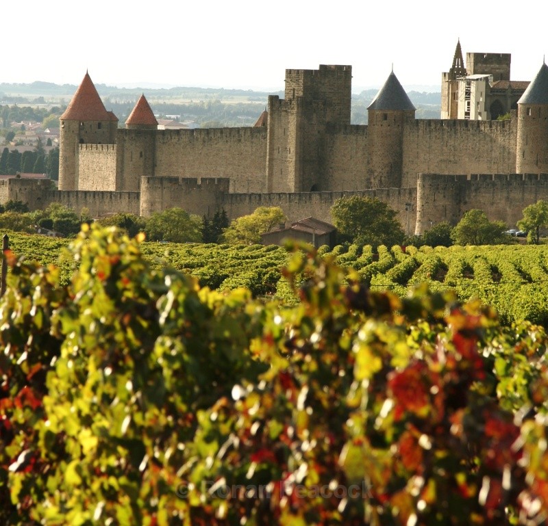Vineyards outside Carcassonne - European Landscapes
