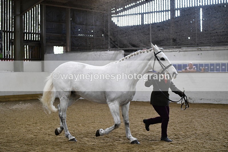 WJ5_4592 - Class 3 Part Bred In hand