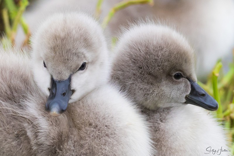Cygnets 17