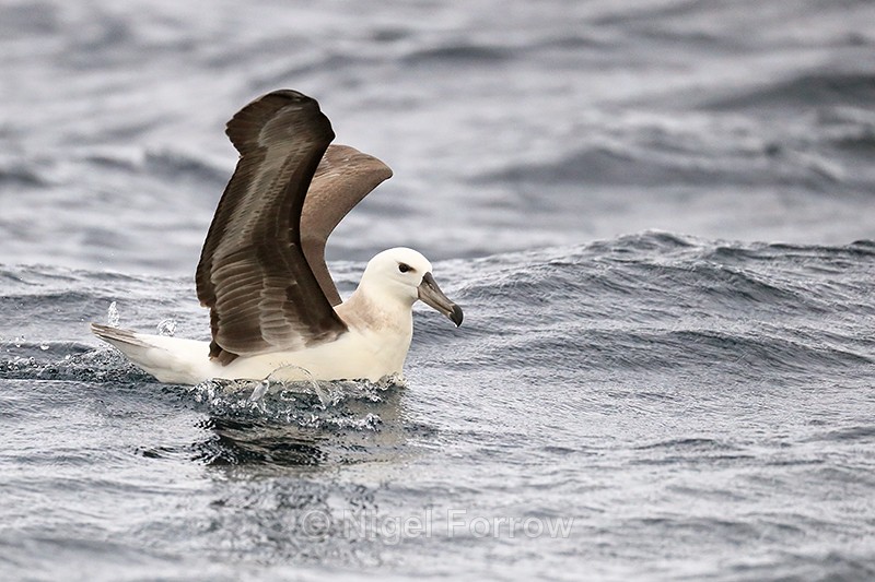 Shy Albatross raises wings ready for take off, at sea, South Africa - Shy Albatross