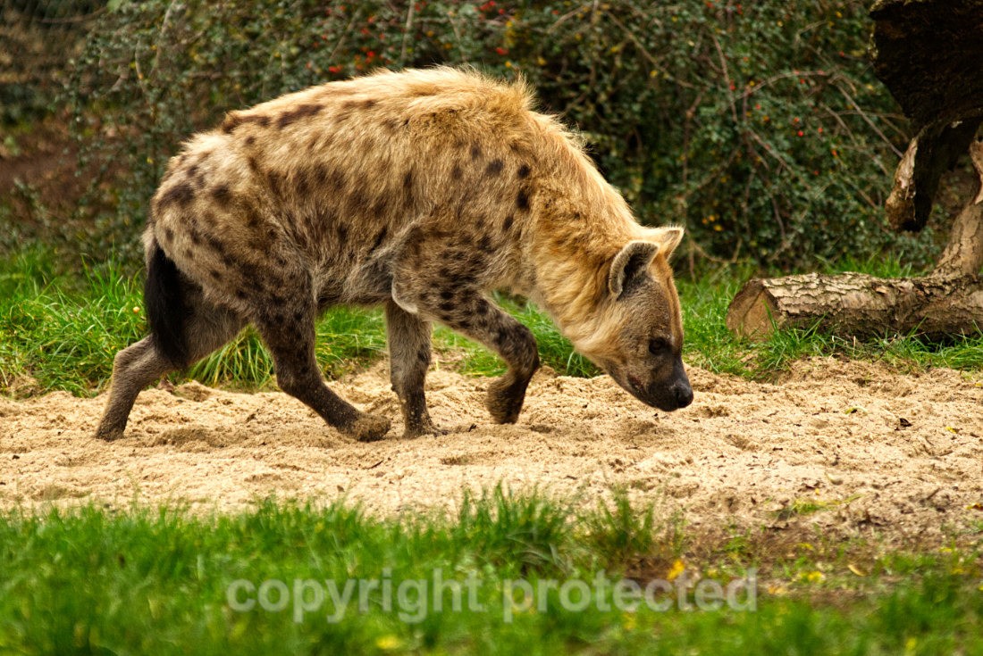 Spotted Hyena - Wildlife Vets International