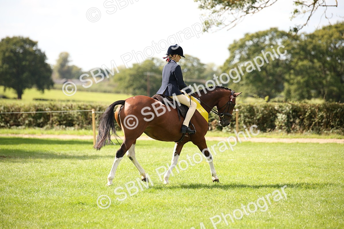 SBM_42397 - S13 - Pony Club Pony