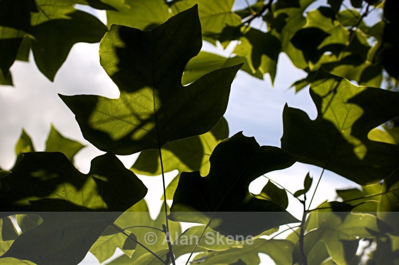 DSC05464 - Flora
