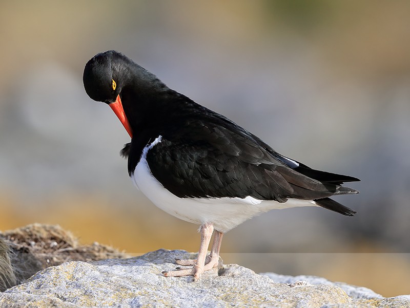 Magellanic Oystercatcher preening, Carcass Island, Falklands - Magellanic Oystercatcher