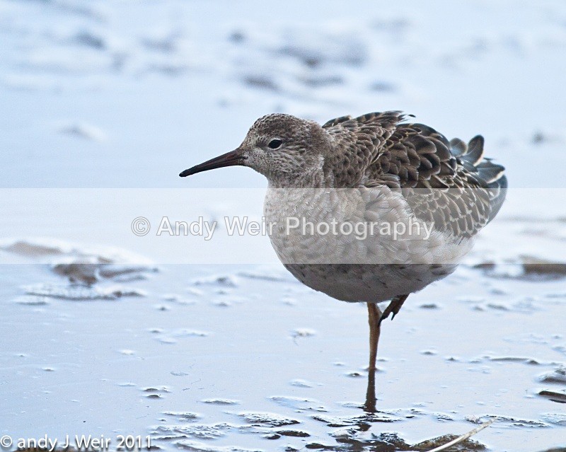 Ruff-1490 - Ruff