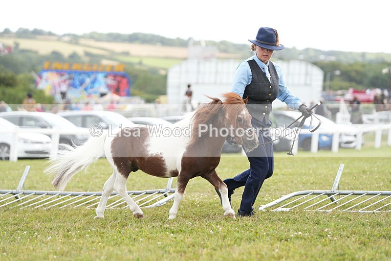 DSC06883 - Class 60: Coloured Pony 4yrs & over