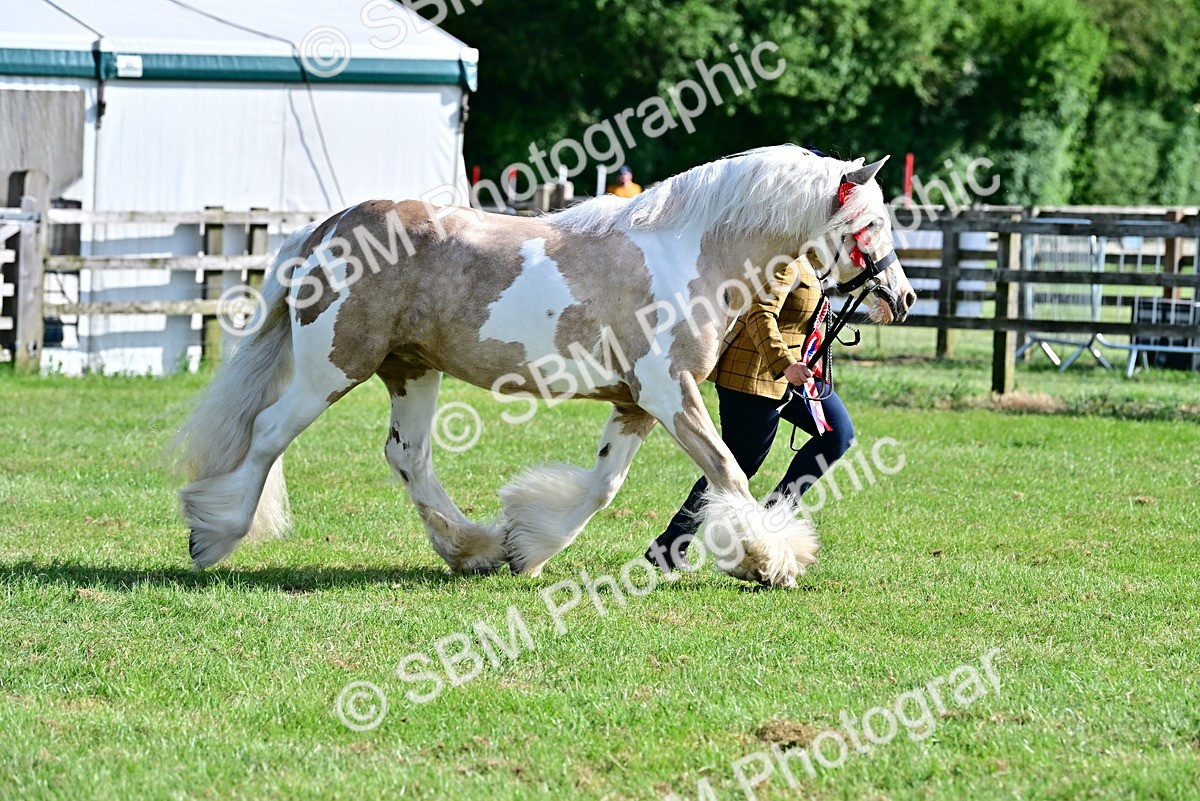 SBM_10181 - Class 63-65 - Traditional Gypsy Cobs In Hand & Ridden