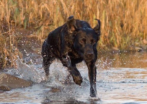 21 - Heney Gundogs