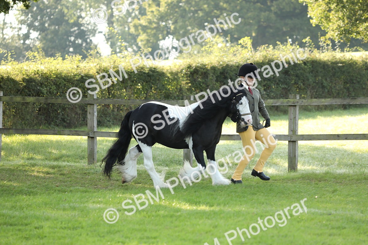 SBM_60864 - S43 - Coloured Pony In Hand