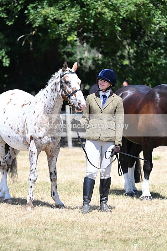 WJ7_2365 - Class 5a Most Handsome Gelding in hand (above 14.2hh)