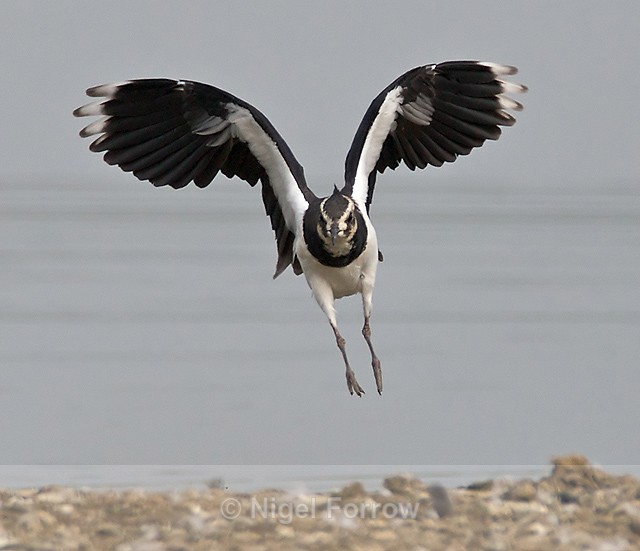Lapwing (juvenile) coming in to land at Otmoor's northern lagoon - Lapwing