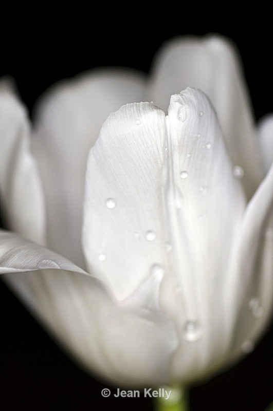 Flower - 2912 - White