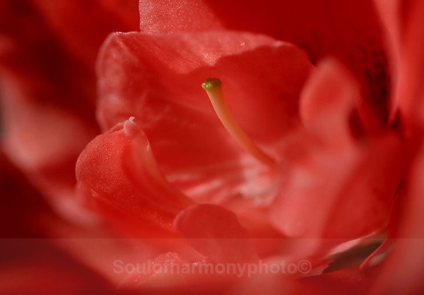 Delicacy Of Love, Arousal - Feature Series