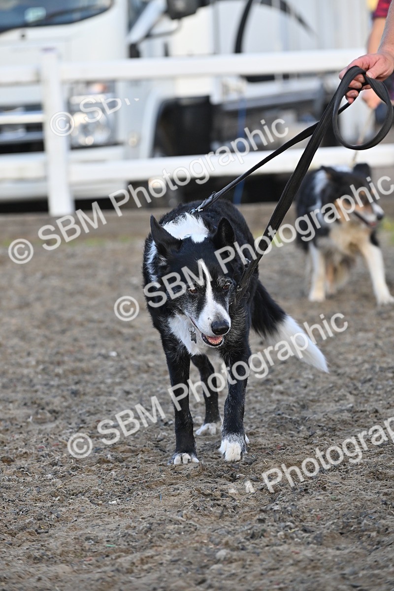 SBM_09474 - Lorry Dogs