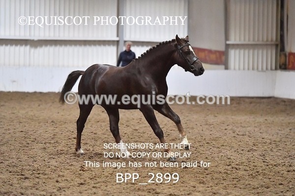 BPP_2899 - LOOSE JUMPING / SPSS