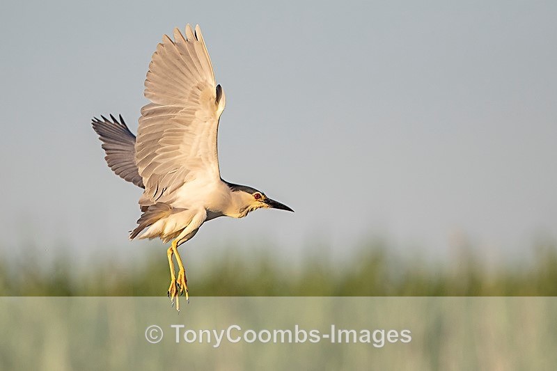 Night Heron - Danube Delta