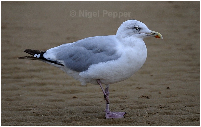 September 11th 2008 - Leggy the Herring Gull