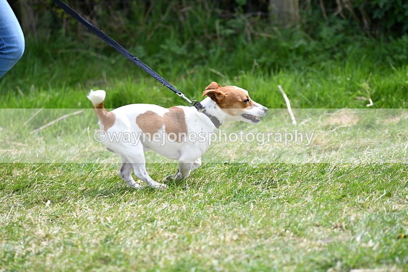 WJ5_0340 - Class 7 Best Terrier